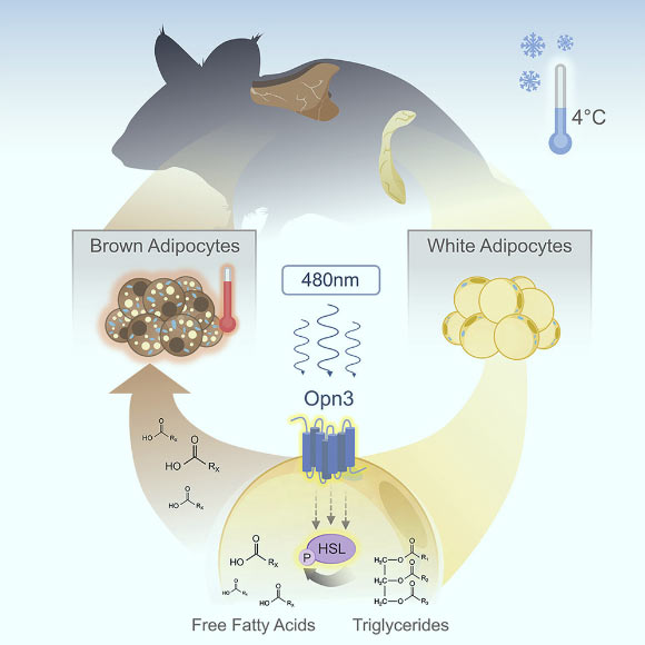 White fat cells (adipocytes) activate the lipolysis pathway to produce the free fatty acids that are used as heating fuel by brown adipose tissue. Nayak et al show that OPN3 is required for blue-light-enhanced activation of the lipolysis pathway. This explains the low body temperature of OPN3 mutant mice. Image credit: Nayak et al, doi: 10.1016/j.celrep.2019.12.043.