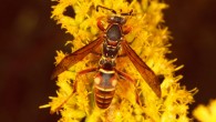 The northern paper wasp (Polistes fuscatus). Image credit: Judy Gallagher / CC BY 2.0.