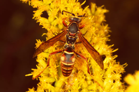 The northern paper wasp (Polistes fuscatus). Image credit: Judy Gallagher / CC BY 2.0.