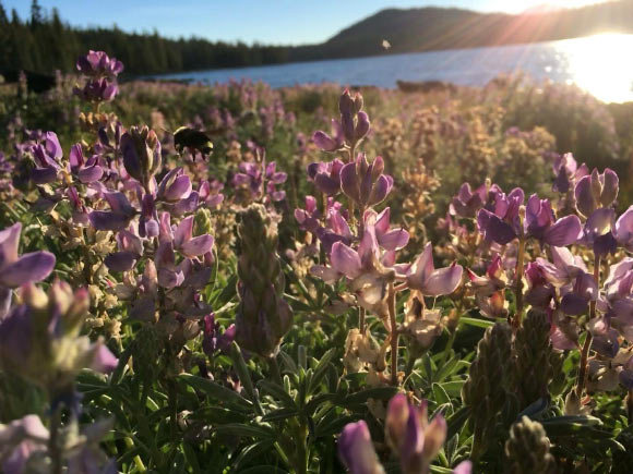Bombus vosnesenskii flies in a field of lupine flowers. Image credit: Spencer Hardy, the Institute for Bird Populations.