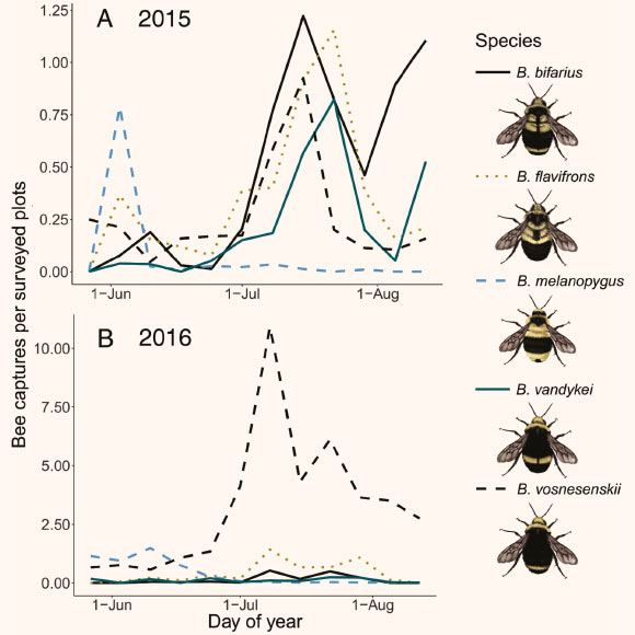 Weekly capture rate (bumblebees captures/plots surveyed per week) for the five most commonly captured bumblebee species in 2015 (A) and 2016 (B); note that axis scales differ between years. Image credit: Cole et al, doi: 10.1093/ee/nvz159 / Lauren Helton.