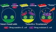 A drug-resistant visualizing paper-based band-aid for point-of-care sensing and selectively treating drug-resistant bacteria. Image credit: Sun et al, doi: 10.1021/acscentsci.9b01104.
