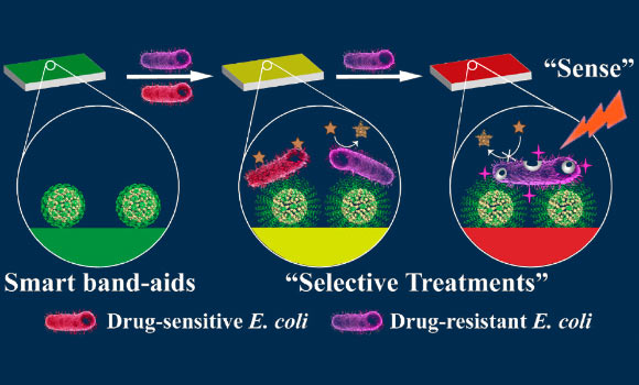 A drug-resistant visualizing paper-based band-aid for point-of-care sensing and selectively treating drug-resistant bacteria. Image credit: Sun et al, doi: 10.1021/acscentsci.9b01104.