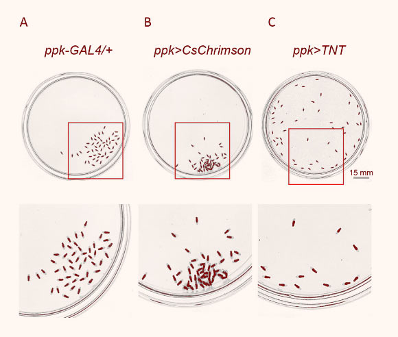 Top: (A-C) representative images showing the spatial distributions of flies of genetic control (A), flies with optogenetically-activated ppk neurons (B), and flies with silenced ppk neurons (C). Bottom: the enlarged views of regions in corresponding arenas on the top, marked by red squares. Image credit: Jiang et al, doi: 10.7554/eLife.51921.