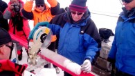 Ohio State University researchers cut an ice core retrieved from the Guliya ice cap in the Kunlun Mountains in Tibet in 2015. Image credit: Giuliano Bertagna, Byrd Polar and Climate Research Center, Ohio State University.