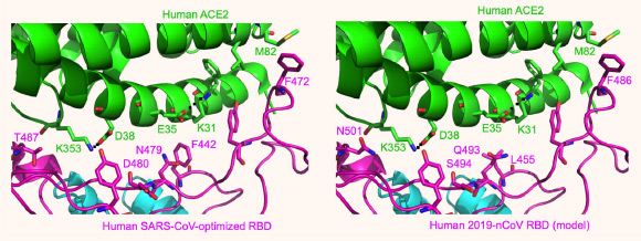 Left: experimentally determined structure of the interface between a designed SARS-CoV receptor-binding domain (RBD) -- optimized for human ACE2 recognition -- and human ACE2. Right: modeled structure of the interface between 2019-nCoV RBD and human ACE2; here mutations were introduced to the RBD region in left panel based on sequence differences between SARS-CoV and 2019-nCoV. Image credit: Wan et al, doi: 10.1128/JVI.00127-20.