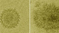 Viral particle before (left) and after treatment. Image credit: University of Manchester.