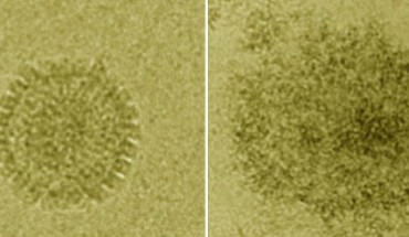 Viral particle before (left) and after treatment. Image credit: University of Manchester.