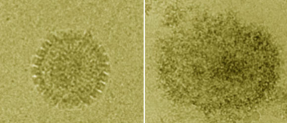 Viral particle before (left) and after treatment. Image credit: University of Manchester.
