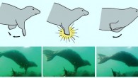 Gray seals use their short paw-like forelimbs to make loud clapping sounds underwater. Image credit: Ben Burville / David Hocking.