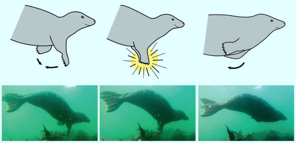 Gray seals use their short paw-like forelimbs to make loud clapping sounds underwater. Image credit: Ben Burville / David Hocking.