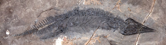Holotype specimen of Gunakadeit joseeae in right lateral view. Image credit: Druckenmiller et al, doi: 10.1038/s41598-020-57939-2.