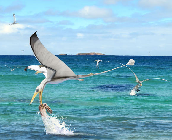 Reconstruction of the hunting behavior of Rhamphorhynchus muensteri, flying close to the water surface to grab soft-bodied cephalopods such as Plesioteuthis subovata that lived in the uppermost part of the water column. Image credit: Christian Klug / Beat Scheffold.