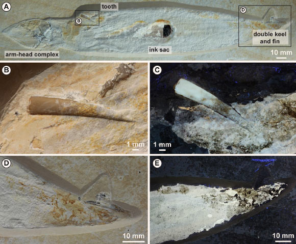 Plesioteuthis subovata: (A) an adult specimen, 28.5 cm long, preserved with ink sac and duct, arm-head complex, well-preserved mantle musculatures (transverse striation) and a pterosaur tooth; (B) close-up of the 19-mm-long slightly curved Rhamphorhynchus muensteri tooth crown under normal light; (C) UV light reveals that the tooth apex is partially covered with now phosphatized mantle tissue; (D) posterior part of the specimen with faint imprints probably representing a terminal fin, but UV light provides no evidence of fin musculature (E); the posterior mantle margin is incomplete and a straight structure with a double keel typical for Plesioteuthis subovata provides evidence of the gladius. Image credit: J. Härer.