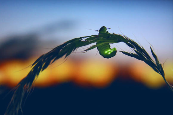 A female glow-worm (Lampyris noctiluca) will shine for hours to attract her mate, yet brightening skies will dim her prospects. Image credit: Jason Steel, www.jason-steel.co.uk.