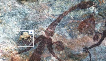 A typical remnant mud wasp nest (A) overlying pigment from a Gwion motif before removal and (B) the remainder with pigment revealed underneath. Image credit: Damien Finch.