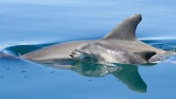 Burrunan dolphins (Tursiops australis). Image credit: Fernando Diaz-Aguirre.