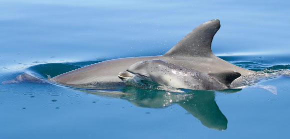 Burrunan dolphins (Tursiops australis). Image credit: Fernando Diaz-Aguirre.