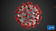 This illustration reveals ultrastructural morphology exhibited by the COVID-19 coronavirus. Note the spikes that adorn the outer surface of the virus, which impart the look of a corona surrounding the virion, when viewed electron microscopically. Image credit: CDC.