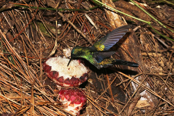 A violet-capped Woodnymph hummingbird visits the inflorescence. Image credit: Felipe Amorim.