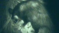 In this screenshot from the camera trap, an opossum visits the inflorescence of Scybalium fungiforme and peels back bracts to get to the nectar. Image credit: Felipe Amorim.