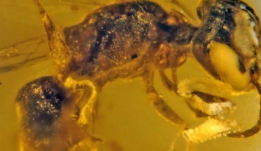 Discoscapa apicula; the bee is carrying four beetle triungulins. Image credit: George Poinar Jr. / College of Science, Oregon State University.