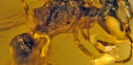 Discoscapa apicula; the bee is carrying four beetle triungulins. Image credit: George Poinar Jr. / College of Science, Oregon State University.