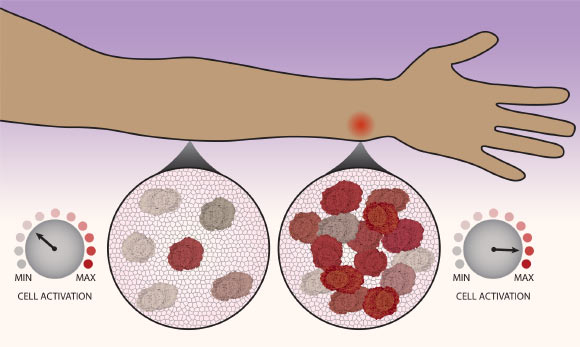 Immune cells count their neighbors before deciding whether or not the immune system should kick into high gear. Image credit: Northwestern University.