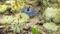 Cassiopea xamachana medusae (5-12 cm in diameter) resting on umbrella apex with oral arms facing up, observed by authors in the natural mangrove habitat in Key Largo, Florida, the United States. Scale bar - 5 cm. Image credit: A. Morandini.