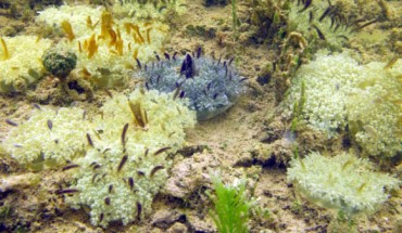 Cassiopea xamachana medusae (5-12 cm in diameter) resting on umbrella apex with oral arms facing up, observed by authors in the natural mangrove habitat in Key Largo, Florida, the United States. Scale bar - 5 cm. Image credit: A. Morandini.