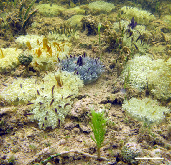 Cassiopea xamachana medusae (5-12 cm in diameter) resting on umbrella apex with oral arms facing up, observed by authors in the natural mangrove habitat in Key Largo, Florida, the United States. Scale bar - 5 cm. Image credit: A. Morandini.