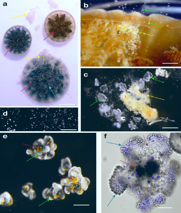 Observations of mucus and cassiosome release in Cassiopea xamachana medusae: (a) Cassiopea xamachana releasing mucus (yellow arrows) following collection in the field; cassiosome nests (pink arrows) appear as light bulging spots at the termini of vesicular appendages (cyan arrow); (b) mucus (yellow arrow) released into the water by Cassiopea xamachana in the lab -- small white flecks correspond to live cassiosomes (green arrows); (c) live cassiosomes (green arrows) suspended in mucus (yellow arrow) harvested after release from Cassiopea xamachana; (d) multiple motile cassiosomes isolated from Cassiopea xamachana mucus; (e) live cassiosome close-up (green arrows), showing irregular shape and centralized Symbiodinium dinoflagellates as amber spheres (red arrows); (f) confocal image of highly motile cassiosome immobilized on MatTek glass bottom dishes coated with Cell Tak adhesive; image collected with x60 objective (oil) reveals organization of the peripheral cell layer: NucBlue-Hoescht 33342 (1,100) stains nuclei (blue) of nematocytes with peripheral nematocytes bearing O-isorhiza nematocysts (blue arrows, DIC) and non-nematocyte ectodermal cells (purple); DIC shows centrally Symbiodinium (dark spheres, red arrows) occupy presumptive Cassiopea xamachana amoebocytes in an otherwise acellular core. Scale bars: 3 cm in (a), 3 mm in (b), 1 mm (c), 5 mm in (d), 300 μm in (e), 50 μm in (f). Image credit: Ames et al, doi: 10.1038/s42003-020-0777-8.