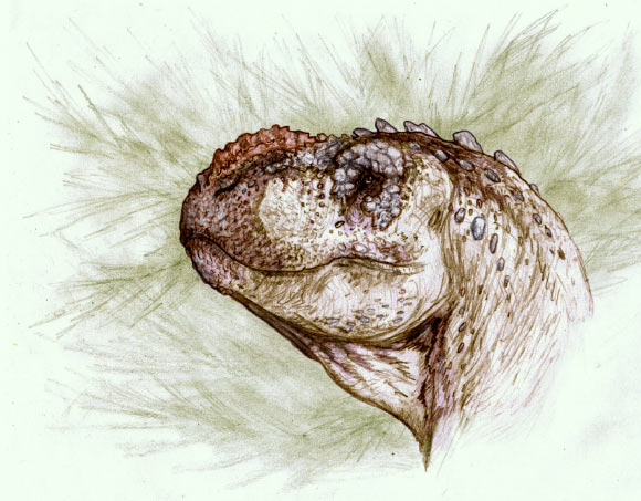 An artist’s impression of Tralkasaurus cuyi. Image credit: Sebastian Rozadilla.