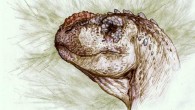 An artist’s impression of Tralkasaurus cuyi. Image credit: Sebastian Rozadilla.