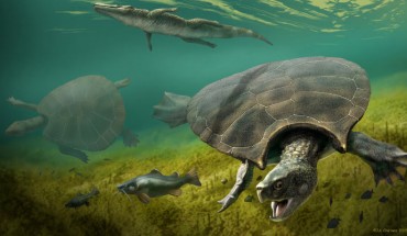 Reconstruction of Stupendemys geographicus male (front) and female (middle-left), together with the giant caimanine Purussaurus mirandai and the large catfish Phractocephalus nassi. Image credit: Jaime Chirinos.