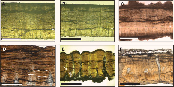 Petrographic microscope images of dinosaur eggshell: (A-C) well-preserved Troodon eggshells from Alberta, Canada; arrows and horizontal lines point to the approximate boundary between the mammillary and prismatic layers; presence of two calcitic layers is diagnostic of non-avian theropods; (D) Maiasaura hadrosaur eggshell from Alberta, Canada, with intermediate preservation; the diagnostic radiating tabular units are indicated by the white arrow; (E) Romanian eggshell (oospecies Megaloolithus cf. M. siruguei) from Tuştea locality, Romania, with intermediate preservation; diagnostic radiating acicular crystals indicated by white arrow; (F) poorly preserved lambeosaurine hadrosaur eggshell fragment from Alberta, Canada. Scale bars - 500 μm. Image credit: Dawson et al, doi: 10.1126/sciadv.aax9361.