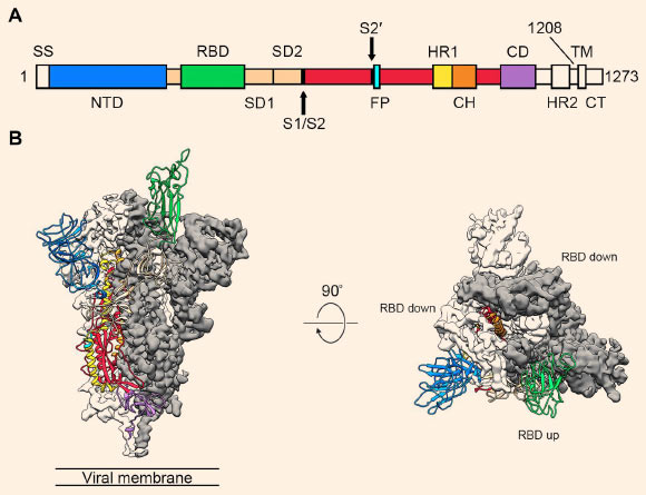Structure of SARS-CoV-2’s spike protein: (A) schematic of the spike protein’s primary structure, colored by domain; domains that were excluded from the ectodomain expression construct or could not be visualized in the final map are colored white. Abbreviations: SS - signal sequence, NTD - N-terminal domain, RBD - receptor-binding domain, SD1 - subdomain 1, SD2 - subdomain 2, S1/S2 - S1/S2 protease cleavage site, S2′ - S2′ protease cleavage site, FP - fusion peptide, HR1 - heptad repeat 1, CH - central helix, CD - connector domain, HR2 - heptad repeat 2, TM - transmembrane domain, CT - cytoplasmic tail; arrows denote protease cleavage sites; (B) side and top views of the prefusion structure of SARS-CoV-2’s spike protein with a single RBD in the up conformation; the two RBD-down protomers are shown as cryo-EM density in either white or gray and the RBD-up protomer is shown in ribbons, colored corresponding to the schematic in (A). Image credit: Wrapp et al, doi: 10.1126/science.abb2507.