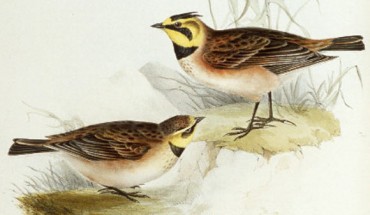 Horned larks (Eremophila alpestris).