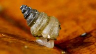 An individual of Craspedotropis gretathunbergae. Image credit: Pierre Escoubas.