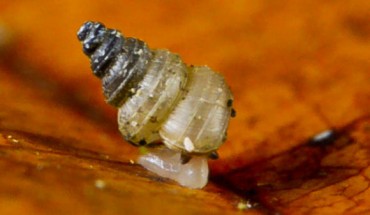 An individual of Craspedotropis gretathunbergae. Image credit: Pierre Escoubas.