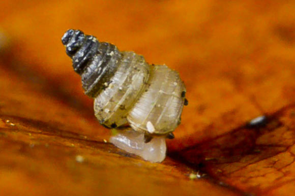 An individual of Craspedotropis gretathunbergae. Image credit: Pierre Escoubas.