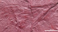 The fossilized forewing of Maculaferrum blaisi; total forewing length estimated at 20-23 mm, maximal forewing width at 7.5 mm. Image credit: Demers-Potvin et al, doi: 10.4202/app.00669.2019.