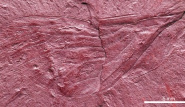 The fossilized forewing of Maculaferrum blaisi; total forewing length estimated at 20-23 mm, maximal forewing width at 7.5 mm. Image credit: Demers-Potvin et al, doi: 10.4202/app.00669.2019.