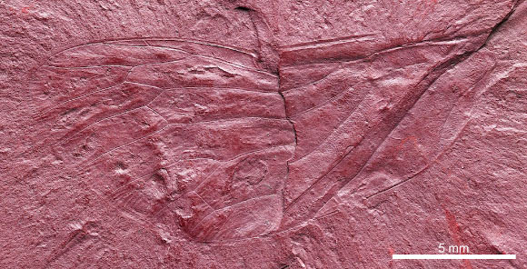 The fossilized forewing of Maculaferrum blaisi; total forewing length estimated at 20-23 mm, maximal forewing width at 7.5 mm. Image credit: Demers-Potvin et al, doi: 10.4202/app.00669.2019.