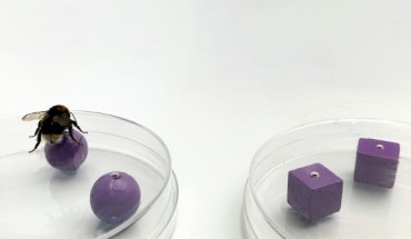 Solvi et al demonstrated that bumblebees possess the ability to integrate sensory information in a way that requires modality-independent internal representations. Image credit: Lars Chittka.