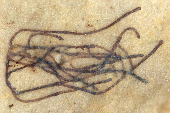 Proterocladus antiquus. Image credit: Virginia Tech.
