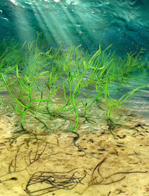 In the background of this digital recreation, ancient green seaweed Proterocladus antiquus is seen living in the ocean one billion years ago. In the foreground is the same seaweed in the process of being fossilized far later. Image credit: Dinghua Yang.