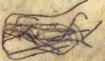 Proterocladus antiquus. Image credit: Virginia Tech.