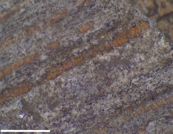 Fossilized leaves of Welwitschiophyllum brasiliense from the Crato Formation, Brazil. Scale bar - 3 mm. Image credit: Roberts et al, doi: 10.1038/s41598-020-60211-2.