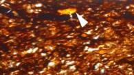 Orange-colored gum ducts (arrows) in the brown leaf tissue of Welwitschiophyllum brasiliense from the Crato Formation, Brazil. Image credit: Roberts et al, doi: 10.1038/s41598-020-60211-2.